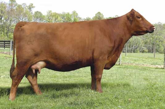 RED ANGUS Red Cockburn Cora 254Z is earning notoriety as one of the most accomplished Red Angus females in North America.