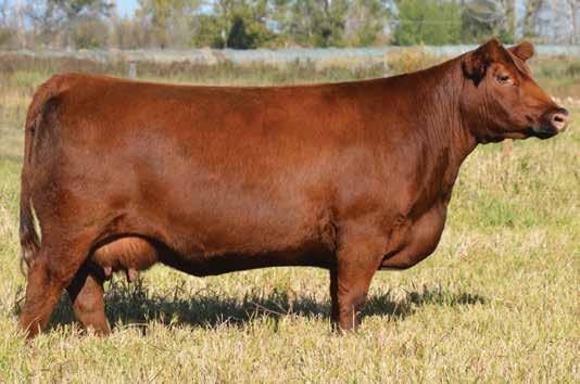 42Y PE d 6/10/17 to Damar Trump C512 81 656 942-2.0 52 83 34 3.6.10.24 11 Red Wraz Marta 42Y is one of the elite females in the donor arsenal of Blairs.Ag Cattle Co.