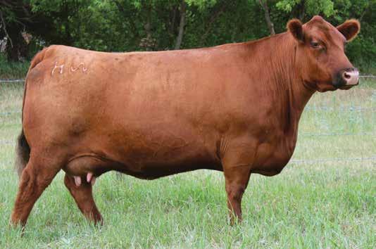 113L 58 607-3.2 53 82 23 4.8.02.18 10 Open/Currently Flushing Selling one-half interest, possession negotiable. Guaranteeing 10 embryos to the new buyer in the coming year.