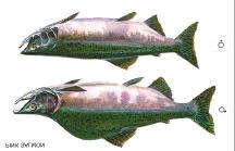 5.4. Pink Salmon Pink salmon are the most abundant species of Pacific salmon. Spawning populations are found from central California, north and east to near the Mackenzie River system.