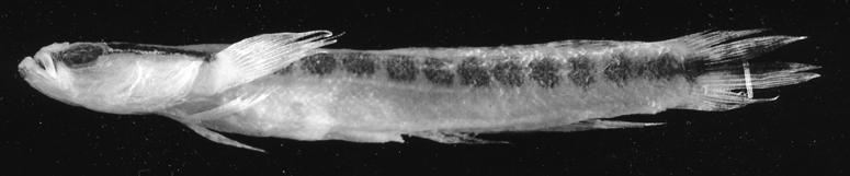 244 Records of the Australian Museum (2004) Vol. 56 Fig. 2. Xenisthmus eirospilus, holotype, AMS I.27149-041, 19.3 mm, female, Elizabeth Reef, Tasman Sea, Australia. (Photo by P. Crabb.) c.