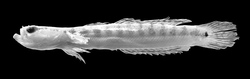 Gill & Hoese: New species of Xenisthmus 245 bars, or with irregular dorsal extensions to form saddles over caudal peduncle; first dorsal fin hyaline, usually with series of dark brown to dark