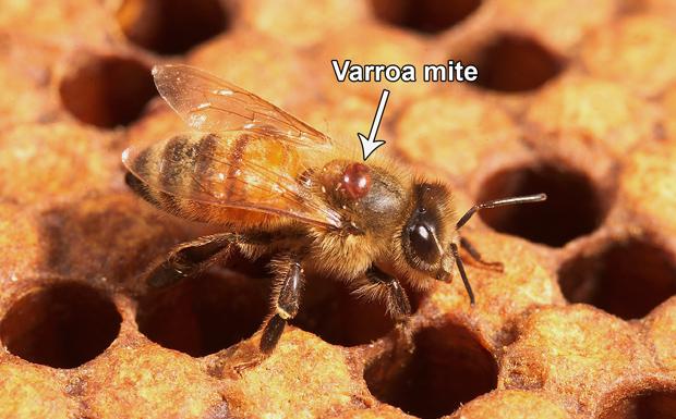 Varroa