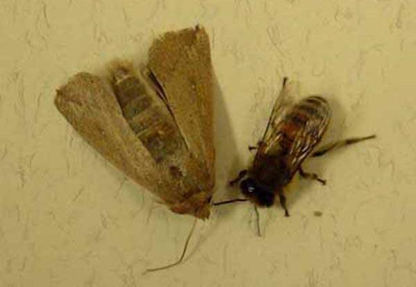 Wax Moth Galleria mellonela Large loss of stored comb Prefers warm, year-round temps Does not kill