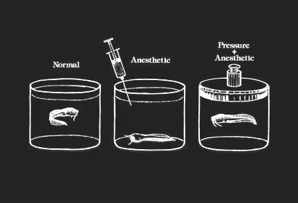 Figure 4. Tadpoles became unconscious when an anesthetic is added to the water and wakes up to addition of 140 ata hydrostatic pressure (51).