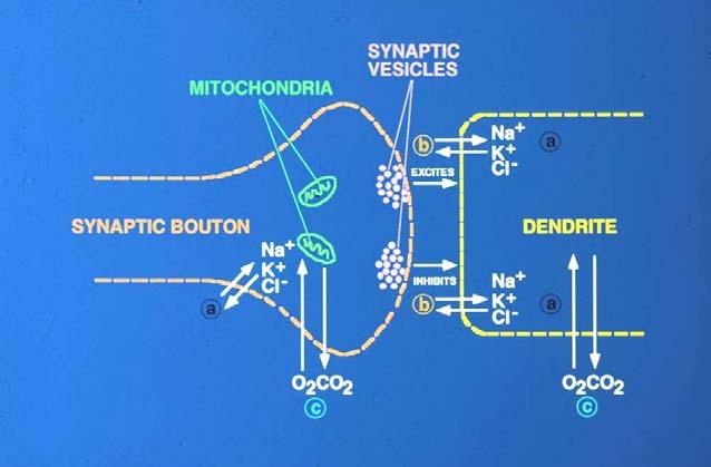 pass information from one to another. This is achieved at so-called synaptic junctions (Fig. 7) and much research points to these as the site of action for narcosis and HPNS in the brain.