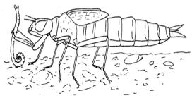 Coleoptera: dy(scid beetle