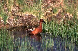 Cinnamon Teal Karen and John Hollingsworth/USFWS Things to do at the Refuge The Visitor Center is open year-round Monday through Friday from 7:30 am to 4:00 pm.