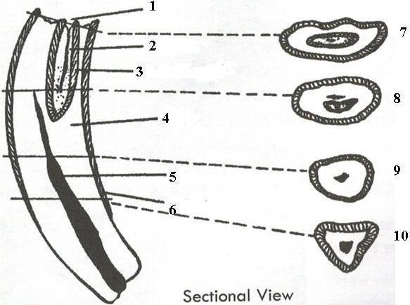 TOOTH SECTIONAL VIEW Name the 10 sections of the tooth. 1 3 5 7 9 2 4 6 8 10 DEWORMING (HORSE SCIENCE PAGES 56-59) What deworming method do you use (paste, tubing, pelleted, natural)?