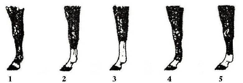 & & Correctly name these common leg markings of the horse.