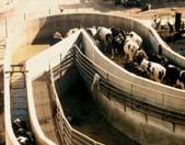 Farm Animal Audits: Meat Processors Temple Grandin Department of Animal Sciences Colorado State University I have been building cattle handling facilities for 25 to 3 years.