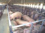 Example of a Clearly Worded Guideline All pigs must have enough space to lie down without being on top of each other.