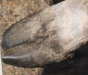 Corkscrew foot A genetic defect in cattle