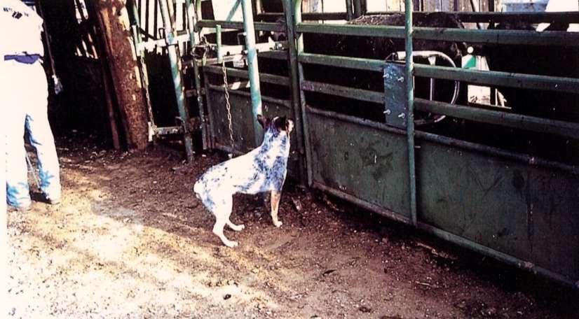 Dogs around the chutes stress cattle because they