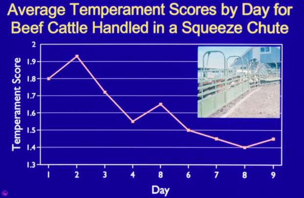 Cattle handled quietly in the squeeze chute every day became calmer