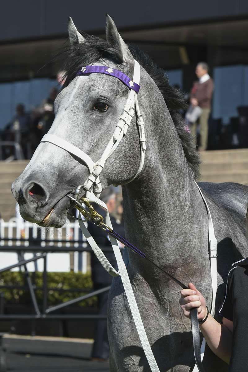 l So You Think He s a Star Dashing grey So You Think colt D'Argento kept his unbeaten record intact and stamped himself as a spring stakes prospect with a stylish victory at Rosehill on Saturday for