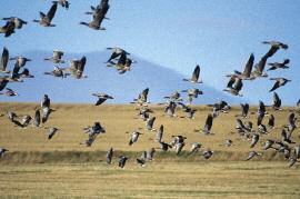 Wild Turkeys in Texas or Pintail Ducks in South Dakota.