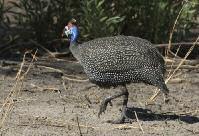 AS A COVEY OF SAND GROUSE COME IN FROM THE SURROUNDING