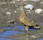 .. It may not be just Sand Grouse that you are hunting