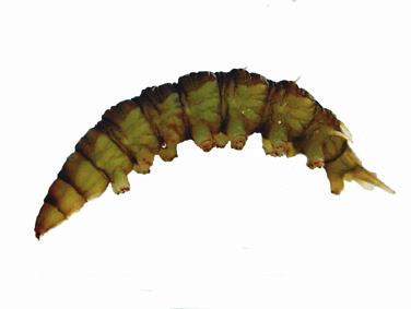 end can reach up to 5cm in length Blackfly Larva found in fast flowing water club shaped with fatter end attached with hooks to