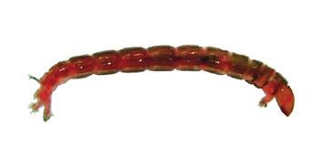 colours usually no more than 20mm in length Bloodworm Midge Larva bright red in colour feathery tufts on its head has a