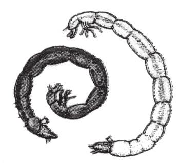 to the touch like a piece of wire can be up to 40cm long Leeches flattened with suckers present at both ends of the body