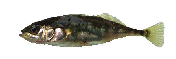 distinctive silver belly can reach up to 10cm in length likes clean water with sandy/gravelly river bed Stoneloach fleshy