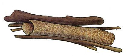 30mm long by 8mm wide found in rivers and streams case is a mixture of both living and