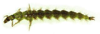 lazy, sluggish manner needs highly oxygenated, clean water Caseless Caddis fly Larvae Bag maker (Philopotamus)
