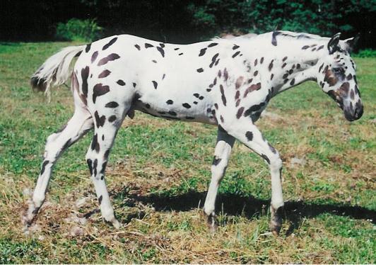 The Appaloosa Project Misidentification of basecoat color is something that happens fairly often with Appaloosas - spotting patterns change the way that pigment appears on the body.