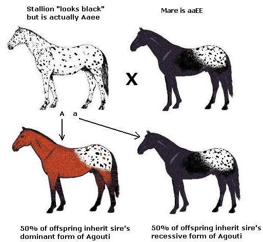 (See Figure 3) For this reason, horses that are actually dark bay end up being labeled black, but when they are used as breeding animals, some unanticipated results can occur.