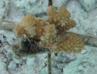 HOW CAN YOU HELP? ADOPT A CORAL DOME. What is coral? Rock, animal or plant?