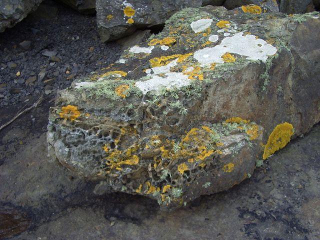 A lichen is produced by a mutuallybeneficial relationship between a fungus and an alga.