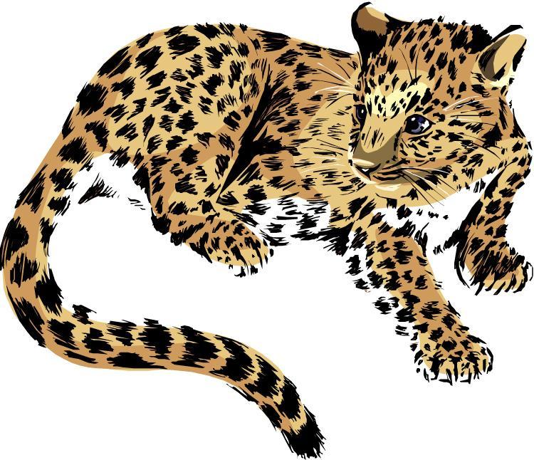 Date Grade Jaguars Are Nocturnal Cyber Starter A baby jaguar is called a cub. How long do they live with their mothers? What is the difference between a jaguar and a leopard?