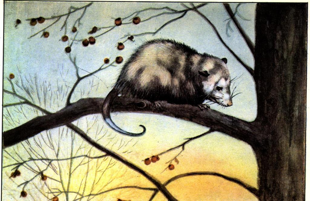 Date Grade Opossums Are Nocturnal Cyber Starter Did you know that the Opossum is the only marsupial living in North America? They have a characteristic like a human being.