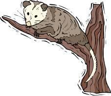 9. What is the lifespan of an opossum? 10.