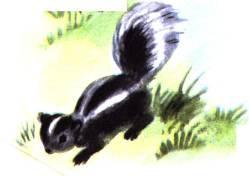 9. Describe the physical appearance of a skunk. 10.