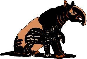 8. Give details about the tapir s eye sight and other sense. 9.