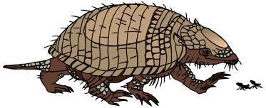 9. What does the name armadillo mean? 10.