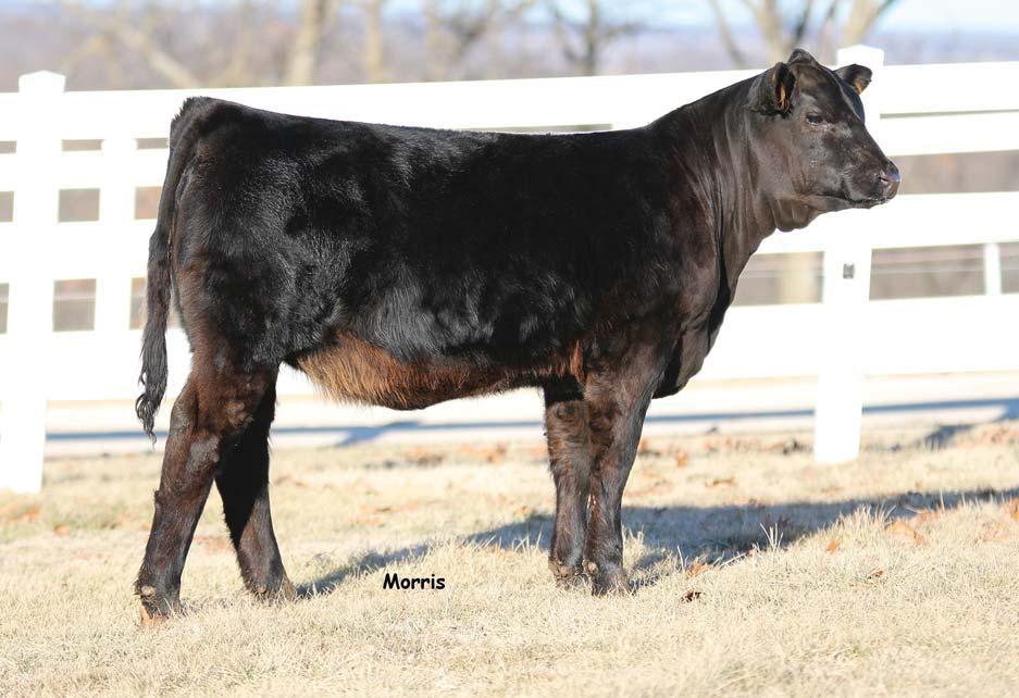 Bid at www.rrmarketplace.com Homo polled and homozygous black This August coming yearling heifer is really something special.