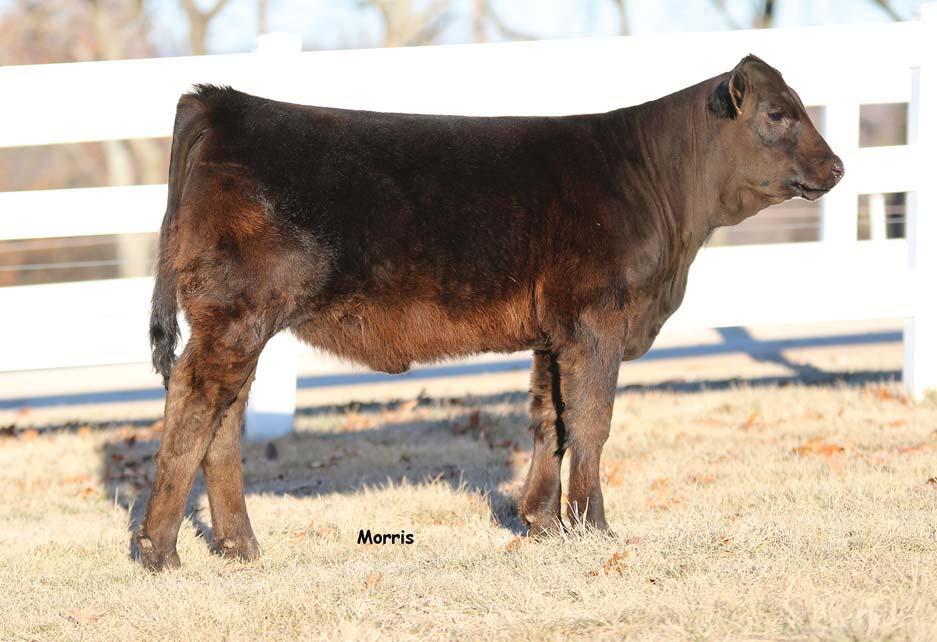 Bid at www.rrmarketplace.com Homozygous polled and homozygous black This 81.3% Limousin open heifer ranks in the top 1% of the breed in marbling with a 0.
