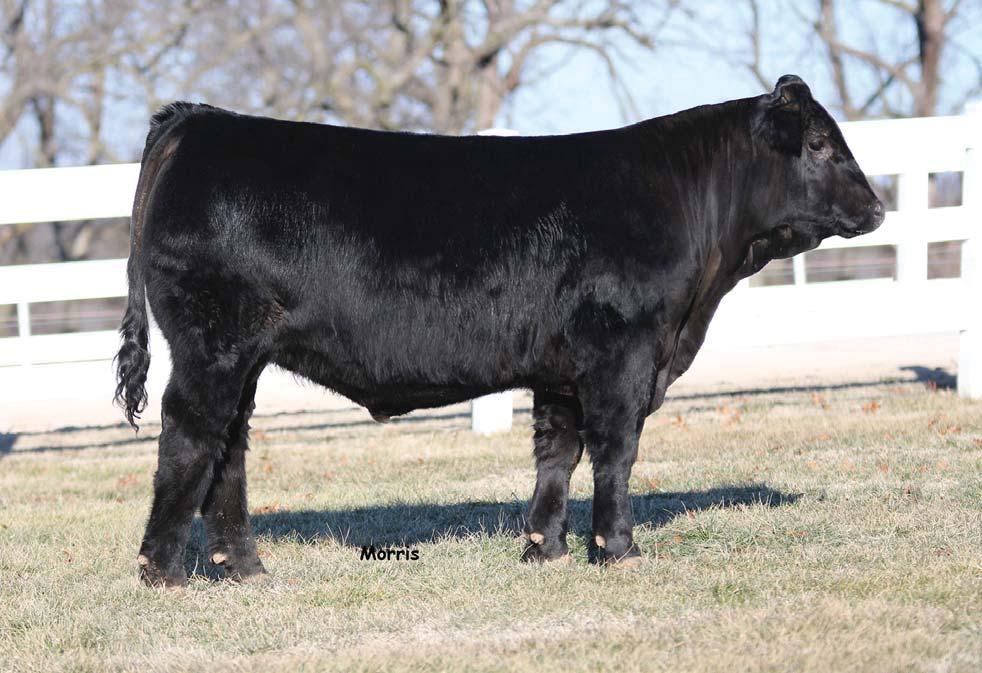 Bids Opens... 02.24.15 07:00 am (C) Bids Close... 02.24.15 07:00 pm (C) Homozygous polled and homozygous black Here is one leading herd sire in the making!