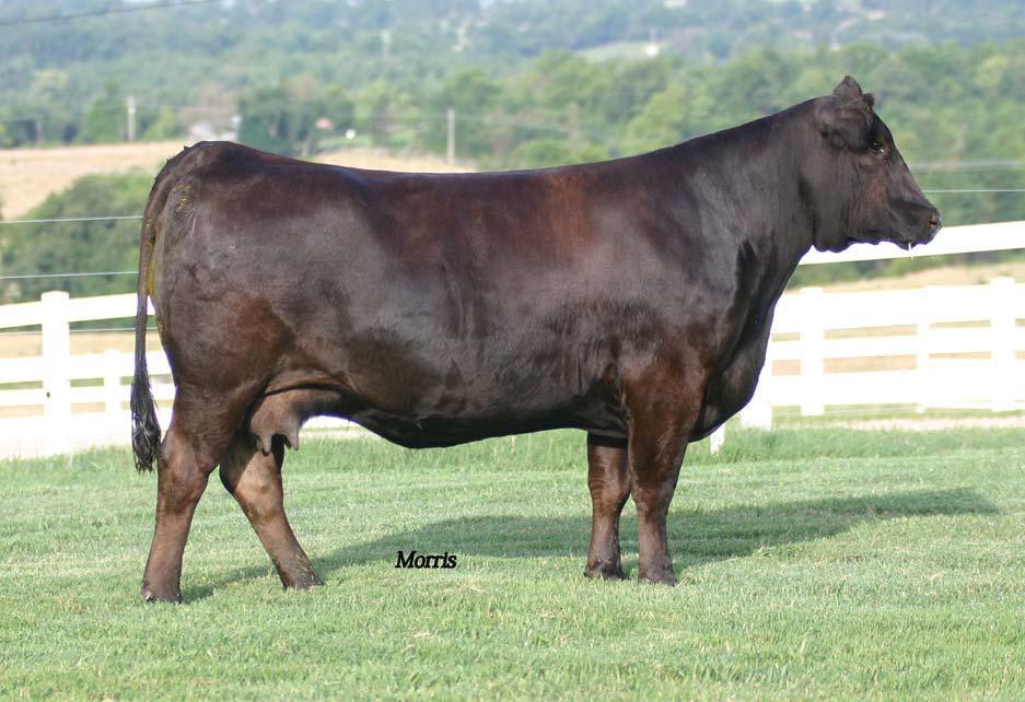 Bid at www.rrmarketplace.com AUTO Exceptional 282S, dam of Lot 23 embryos. It is always exciting when we can offer embryos out of our foundation donor, AUTO Exceptional 282S.