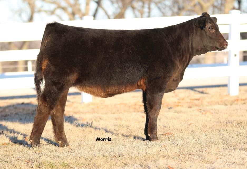 Bids Opens... 02.24.15 07:00 am (C) Bids Close... 02.24.15 07:00 pm (C) Homozygous polled and homozygous black This female is a result of mating some of the finest in Angus with the best of purebred genetics.