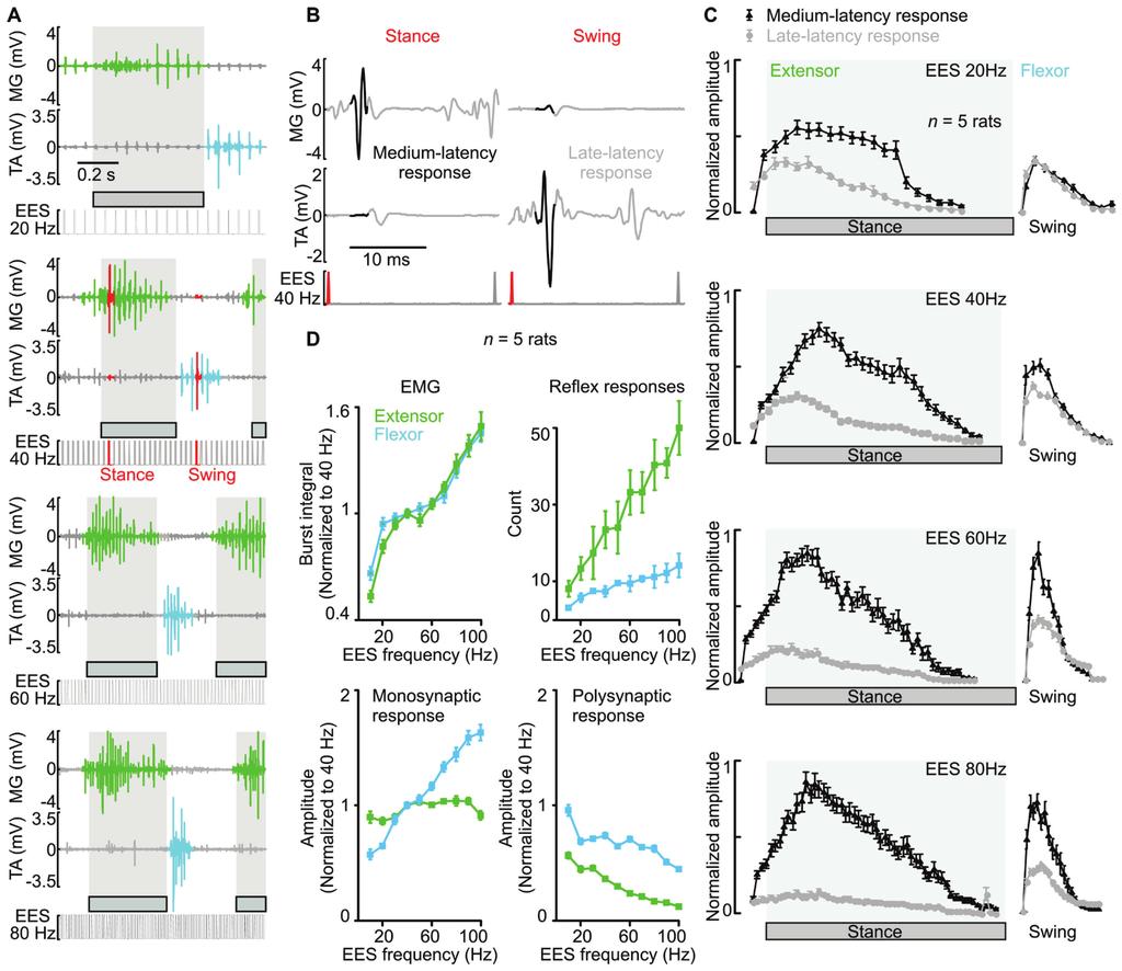Wenger, Moraud et al. Fig. S3: Modulation of EES frequency tunes mono- and polysynaptic responses in flexor and extensor muscle during locomotion.