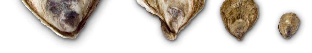 Having a sizeable mass of oysters in a bag stabilizes it and limits movement.