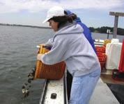 How to Start and Maintain an Oyster Garden Step Seven: Harvest Time! To eat or to donate?