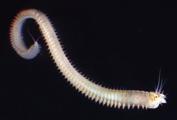 It is 1-3 cm in length and looks similar to a centipede. This shrimp (Paleomonetes pugio and P.