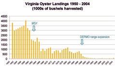At times in the past Virginia was producing 7-8 million bushels of oysters a year with approximately 20 million bushels harvested Bay-wide.