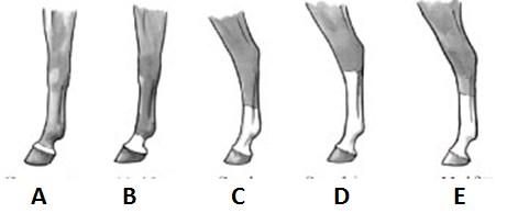 leg markings: